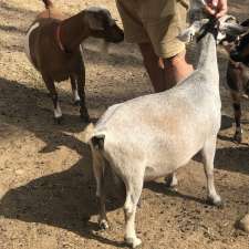 Miniature Goat Breeders Association of Australia | 149 Four Mile Ln, Boyland QLD 4275, Australia