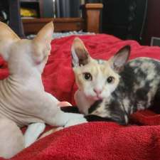 Kazzablanka Kennels and Kattery | Heritage Rd, Rubyvale QLD 4702, Australia