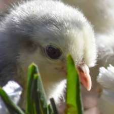 The Locke View Poultry Zoo | 61 Locke View, Bedfordale WA 6112, Australia