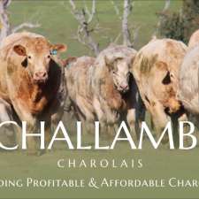 Challambi Charolais | 512 Welumba Creek Rd, Greg Greg NSW 2642, Australia