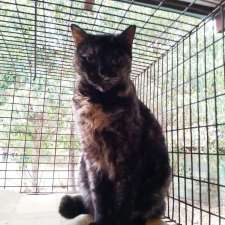 Dorothy's Cattery | 29 Cranstons Rd, Dural NSW 2158, Australia