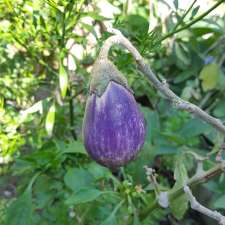 Naremburn Community Garden | Naremburn NSW 2065, Australia