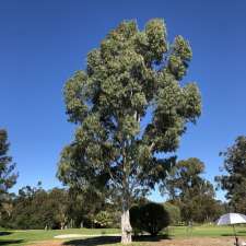 Pinjarra Golf Club | Pinjarra Rd &, Sutton St, Pinjarra WA 6208, Australia