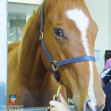 Equine Health and Performance Centre | Building E42 Roseworthy Campus University of Adelaide Mudla Wirra Road Roseworthy SA AU 5371, Mudla Wirra Rd, Wasleys SA 5400, Australia