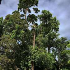 Transform Tree Care | 64 Bowen Rd, Glass House Mountains QLD 4518, Australia