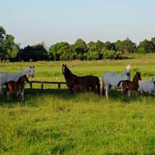 Westacres Arabians | 7 Trickeys Rd, Yarragon VIC 3823, Australia