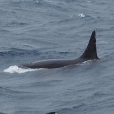 Bremer Bay Killer Whales | Swarbrick Rd, Bremer Bay WA 6338, Australia