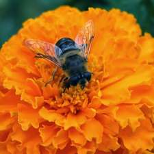 Bee & European Wasp Removal | 116 Fenden Rd, Salisbury Park SA 5109, Australia