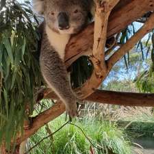 Jirrahlinga Koala and Wildlife Sanctuary | 170-200 Taits Rd, Barwon Heads VIC 3227, Australia