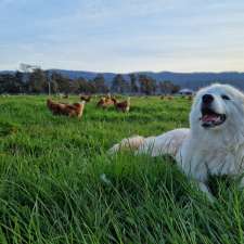 Western Tiers Pastures | 525 Cluan Rd, Cluan TAS 7303, Australia