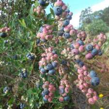 Collie Blueberry Farm | 52 Cherry St, Cardiff WA 6225, Australia