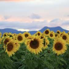 Sunflowers On Kents | Establishment | 10 Kents Lagoon Rd, Kalbar QLD 4309, Australia