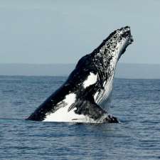 Geographe Maritime Whale Watching Busselton, Fishing & Boat Tour | Foreshore Parade, Busselton WA 6280, Australia
