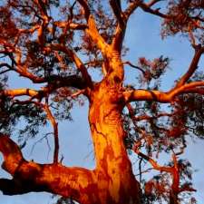 Eco Tree Care | 230 Olive St, Albury NSW 2640, Australia
