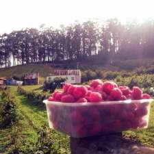 Wolfes Berry Farm | 98 Wolfes Rd, Neika TAS 7054, Australia