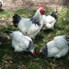 Evans Chickens | 173 Whitmore Rd, Maraylya NSW 2765, Australia