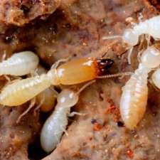 All In One Pest Control & Termites | Courtney Dr, Sunbury VIC 3429, Australia