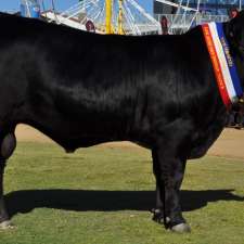 Weetalabah Cattle | Dulacca QLD 4425, Australia