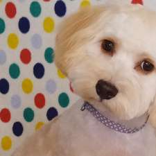 Petite Paws Dog and Cat Grooming Salon | 26 Madsen St, Keperra QLD 4054, Australia