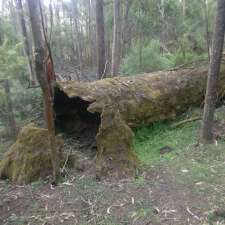 Toxic Twinz Camping Ground | Moe-Walhalla Rd, Moondarra VIC 3825, Australia