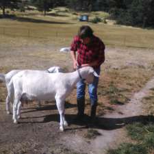 Dairy Goat Society of Australia Tasmanian Branch | 195 Hydehurst Rd, Lachlan TAS 7140, Australia