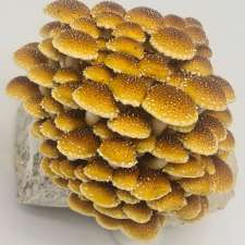 SeaChange Mushrooms | 96 Lower Hermitage Rd, Lower Hermitage SA 5131, Australia