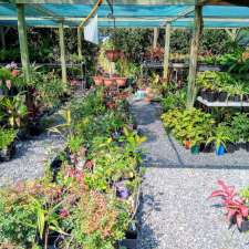 Palmers Island Plants | 65 Durrington Ln, Palmers Island NSW 2463, Australia