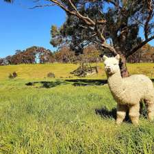 Softfoot Alpaca Farm & The Swagman Chargrill Restaurant | 594 Sawpit Rd, Hindmarsh Valley SA 5211, Australia