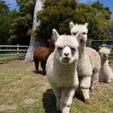 Arnon Ashford Alpacas | 265 Pateena Rd, Longford TAS 7301, Australia