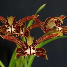 Royale Orchids | 70 Brieses Rd, Peats Ridge NSW 2250, Australia