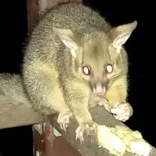 Lockyer Valley Fauna Sanctuary Inc | 25 Mountain Rd, Laidley QLD 4341, Australia