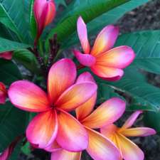 The Frangipani Tree Balinese Day Spa | 21 Brentwood Ave, Mooloolaba QLD 4557, Australia