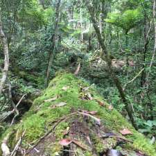 Box Cutting Rainforest Walk | Box Cutting Rd, Kianga NSW 2546, Australia