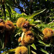 Kookootonga Chestnut and Walnut Farm | 247 Mount Irvine Rd, Mount Irvine NSW 2786, Australia