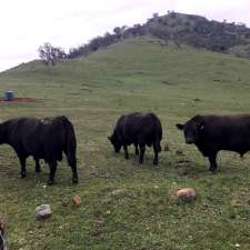 Alloura Angus Stud | 598 Good Hope Rd, Good Hope NSW 2582, Australia