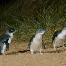 Penguin Parade | 1019 Ventnor Rd, Summerlands VIC 3922, Australia
