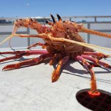 Western Rock Lobster WA - Paratore - Fishing Co | Capo D'Orlando Dr, South Fremantle WA 6162, Australia