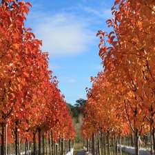 Winter Hill Tree Farm | 2233 Canyonleigh Rd, Canyonleigh NSW 2577, Australia