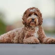 Chloe's Labradoodles | 15 Olde Dr, Gulfview Heights SA 5096, Australia