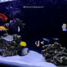 Fish World Aquarium | 164 Cheltenham Rd, Dandenong VIC 3175, Australia