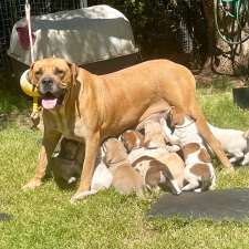 Gardiaan Boerboels | 18 Fletcher Rd, Lewiston SA 5501, Australia