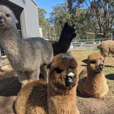 Gumnut Valley Alpacas | 456 Butterwick Rd, Butterwick NSW 2321, Australia