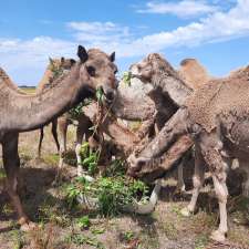 Robe Camel Farm - Humpalicious Camel Milk | 46 Roys La, Mount Benson SA 5275, Australia