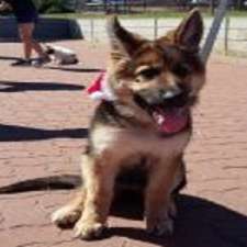Dog Training Adelaide | 7 Rothwell Ave, Ingle Farm SA 5098, Australia
