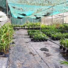 Coopernook palms and plants | 29 Turpentine Rd, Coopernook NSW 2426, Australia