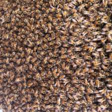 Bee Advice | 41 Cotoneaster Ramble, Stirling WA 6021, Australia