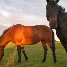 Yarrabee Farm - Horse Agistment | 246 Gearys Ln, Ballan VIC 3342, Australia