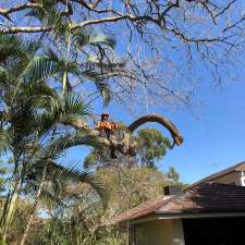 Tree Care Specialists | 79 Normanhurst Rd, Boondall QLD 4034, Australia