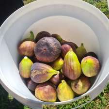 Norland Fig Orchard | 158 Bradleys Rd, Borenore NSW 2800, Australia