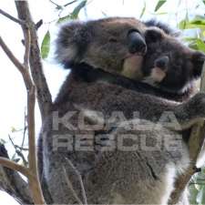 KOALA RESCUE | Uley Rd, Craigmore SA 5114, Australia